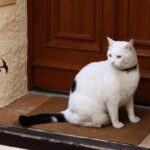 猫がドアをカリカリ引っ掻いて開けようとする原因とは？猫ドアなど効果的な対策を紹介